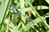Coenagrion scitulum