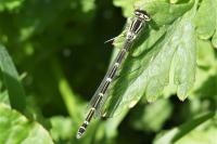 Coenagrion scitulum
