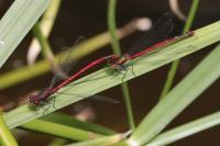 Pyrrhosoma nymphula