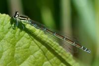 Coenagrion puella