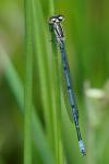 Coenagrion puella