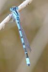 Enallagma cyathigerum