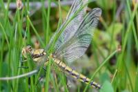Orthetrum cancellatum