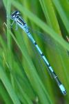 Coenagrion puella