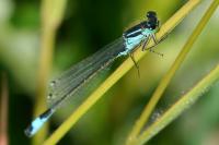 Ischnura elegans