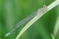 Coenagrion puella
