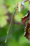 Lestes barbarus