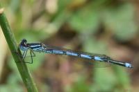 Erythromma lindenii