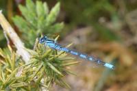 Enallagma cyathigerum