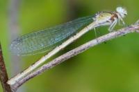 Enallagma cyathigerum