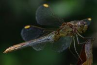Sympetrum meridionale