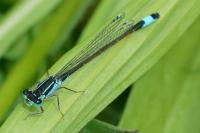 Ischnura elegans