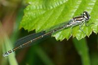 Coenagrion puella