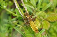 Libellula depressa