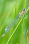 Ischnura elegans