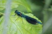 Calopteryx splendens