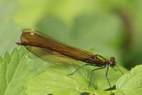 Calopteryx splendens