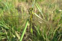 Gomphus pulchellus
