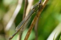 Ischnura elegans