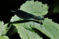 Calopteryx virgo