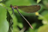 Calopteryx virgo