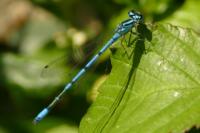 Coenagrion puella