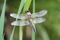Libellula quadrimaculata