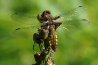 Libellula depressa