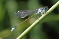 Ischnura elegans