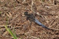 Orthetrum cancellatum