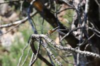 Libellula quadrimaculata