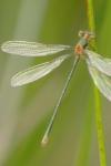 Lestes sponsa