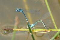 Coenagrion puella