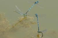 Erythromma lindenii