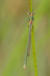Lestes sponsa