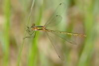 Lestes sponsa