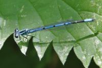 Coenagrion puella