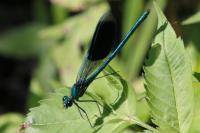 Calopteryx splendens