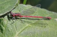 Pyrrhosoma nymphula