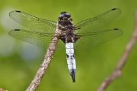 Libellula fulva
