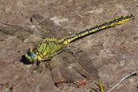 Gomphus pulchellus