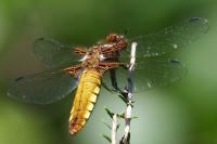 Libellula depressa