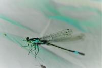 Ischnura elegans