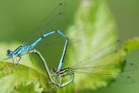 Coenagrion puella