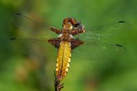 Libellula depressa