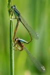 Ischnura elegans