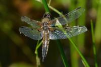 Libellula quadrimaculata