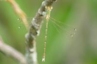 Lestes barbarus
