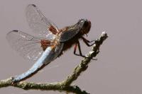 Libellula depressa