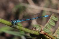 Coenagrion puella